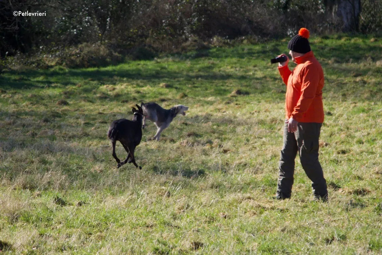 rusk adozione levrieri greyhound 7