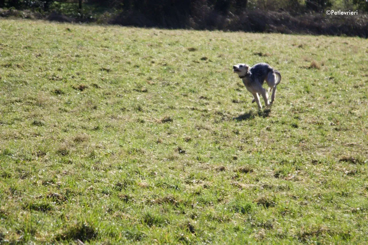 rusk adozione levrieri greyhound 8