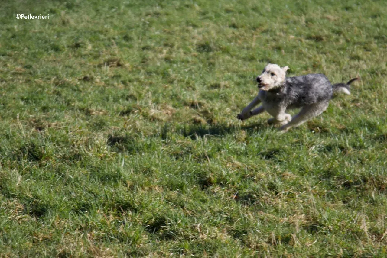 rusk adozione levrieri greyhound 9