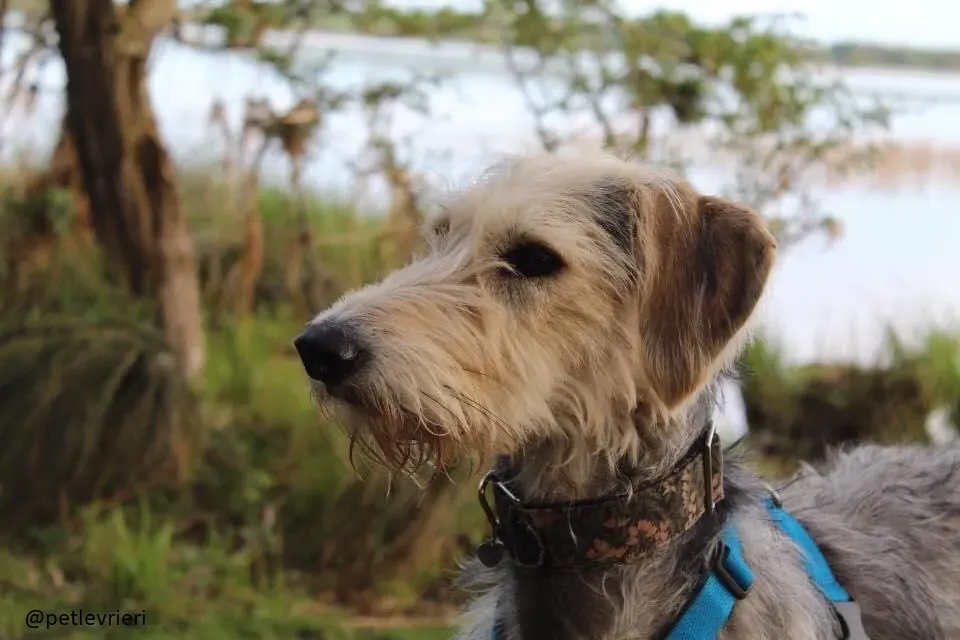 rusk deerhound.adozione 19