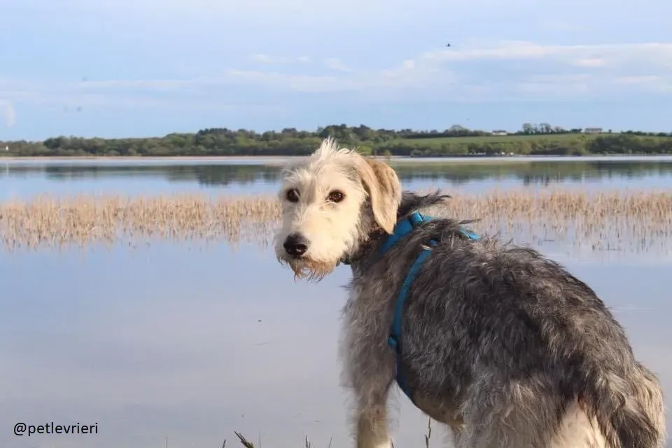 rusk deerhound.adozione 20