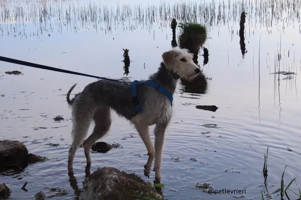 rusk deerhound.adozione 21