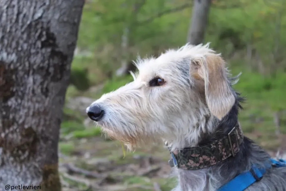 rusk deerhound.adozione 22