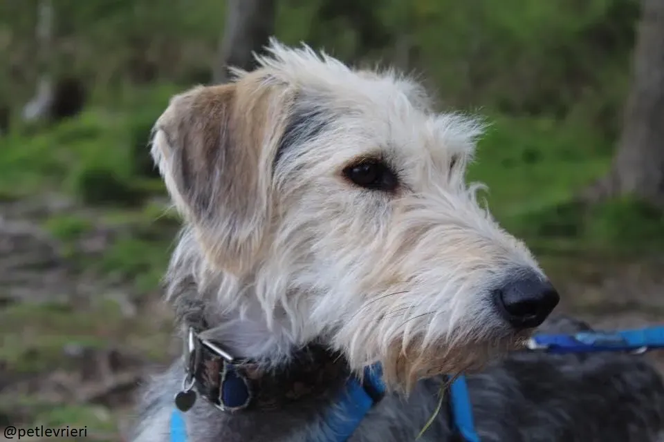 rusk deerhound.adozione