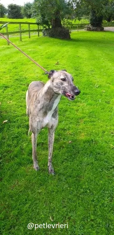 rusty adozione greyhound 1