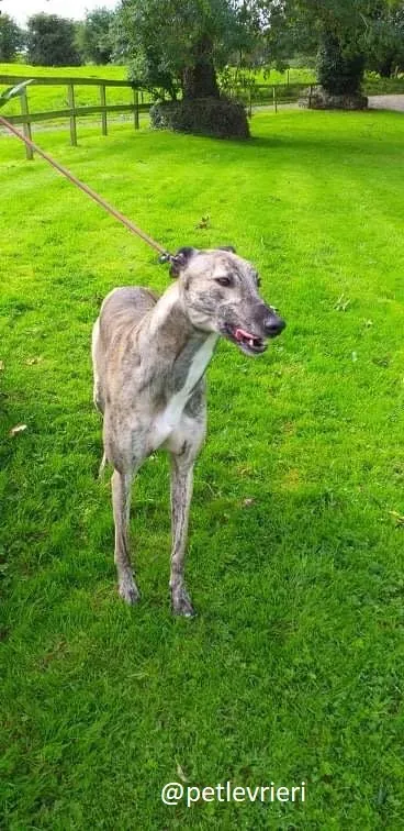 rusty adozione greyhound 2