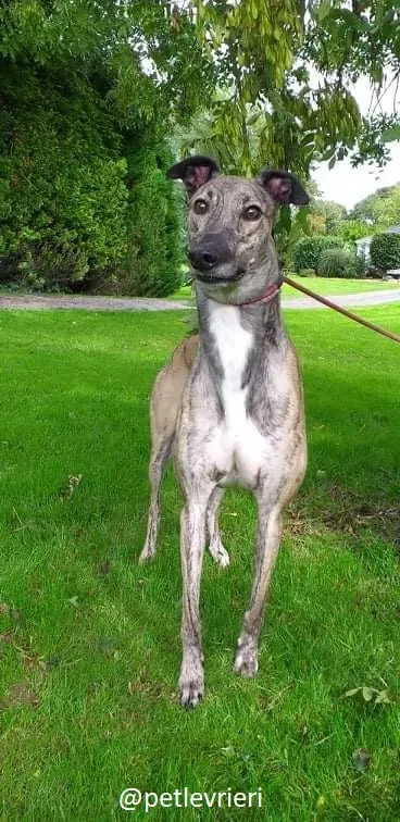 rusty adozione greyhound 3