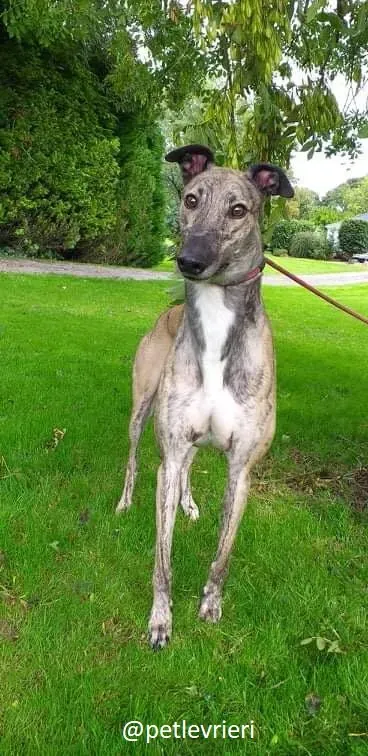 rusty adozione greyhound 4