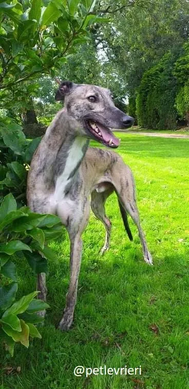 rusty adozione greyhound