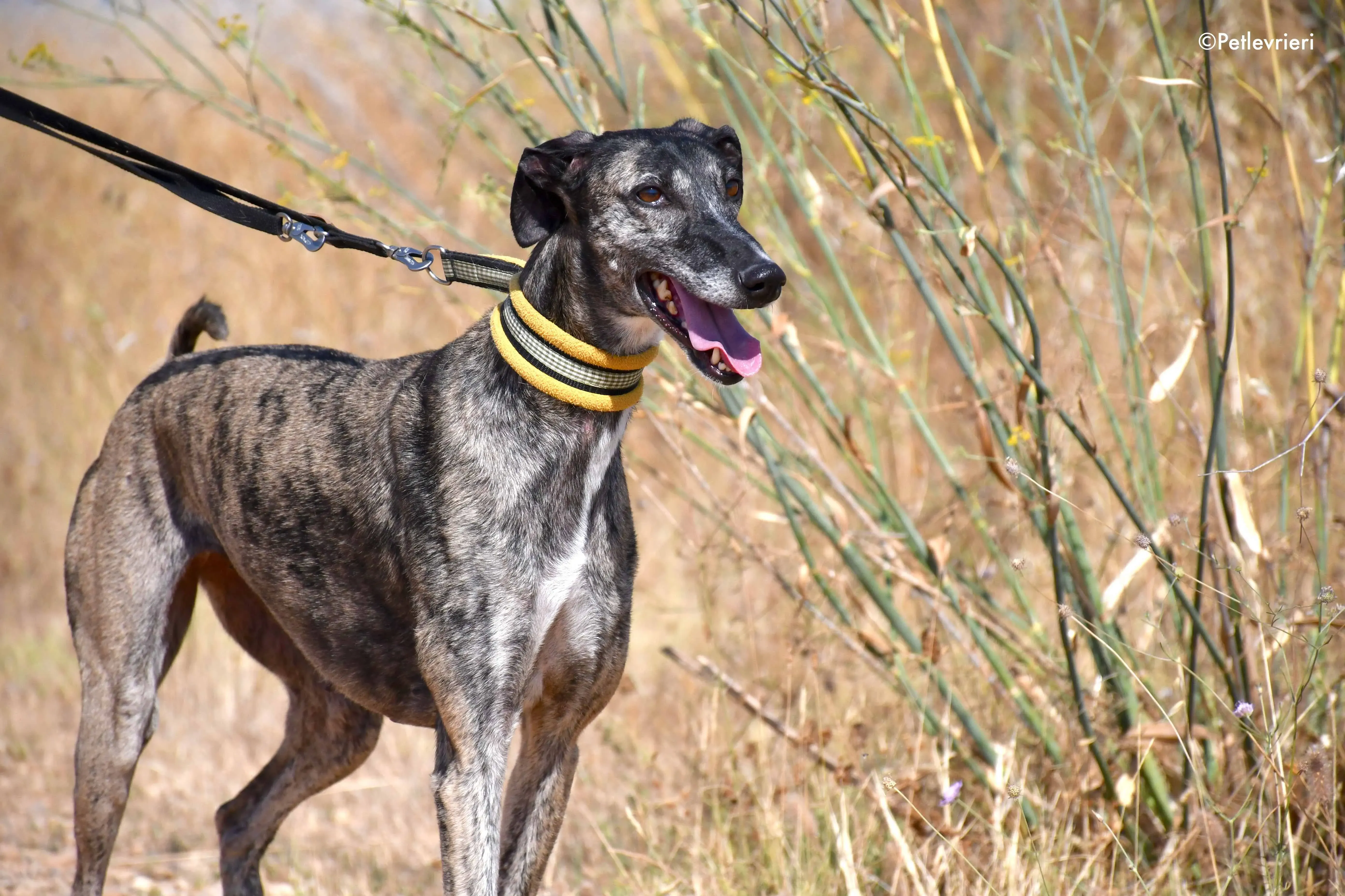 ruta adozione levrieri galgo 1