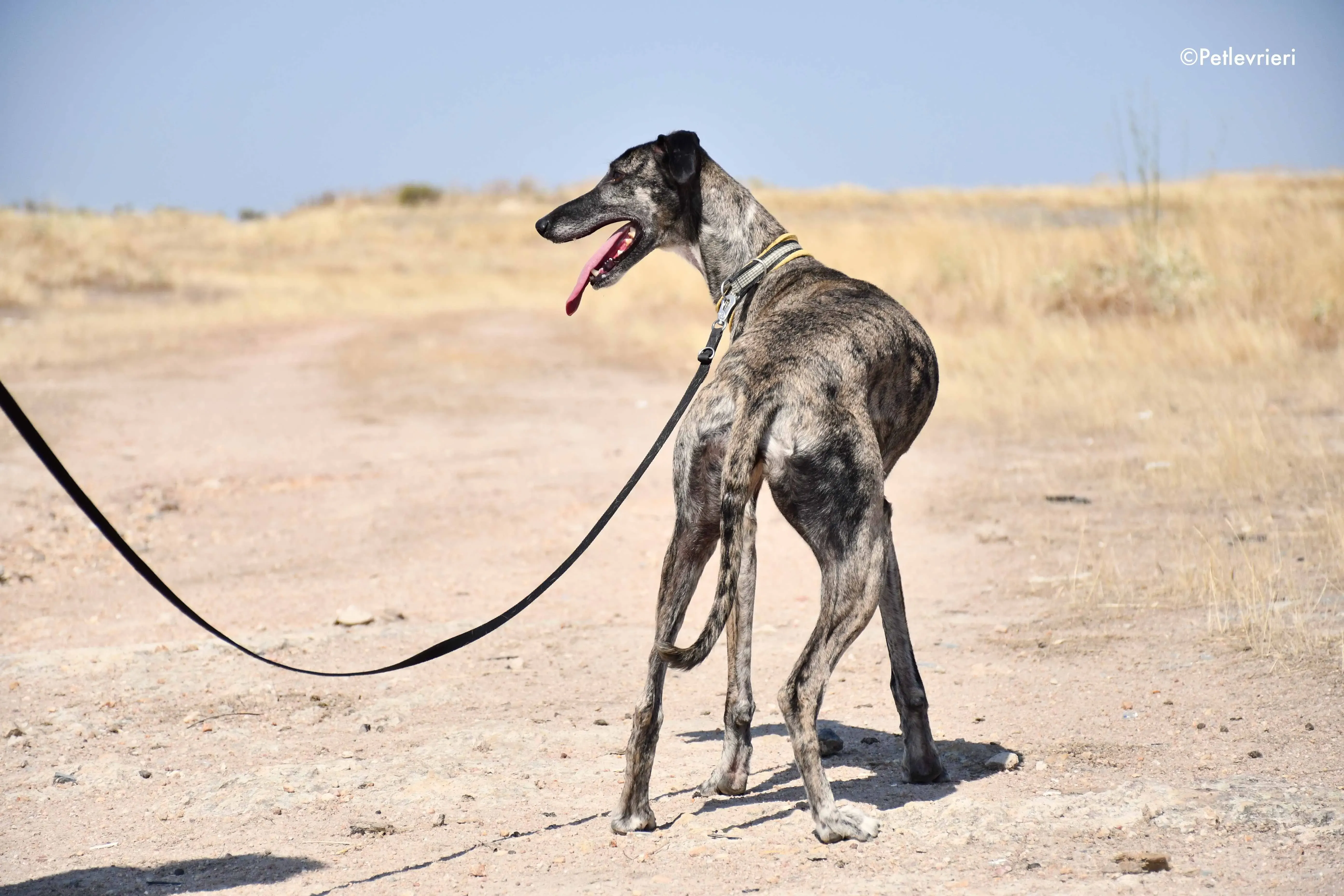 ruta adozione levrieri galgo 10