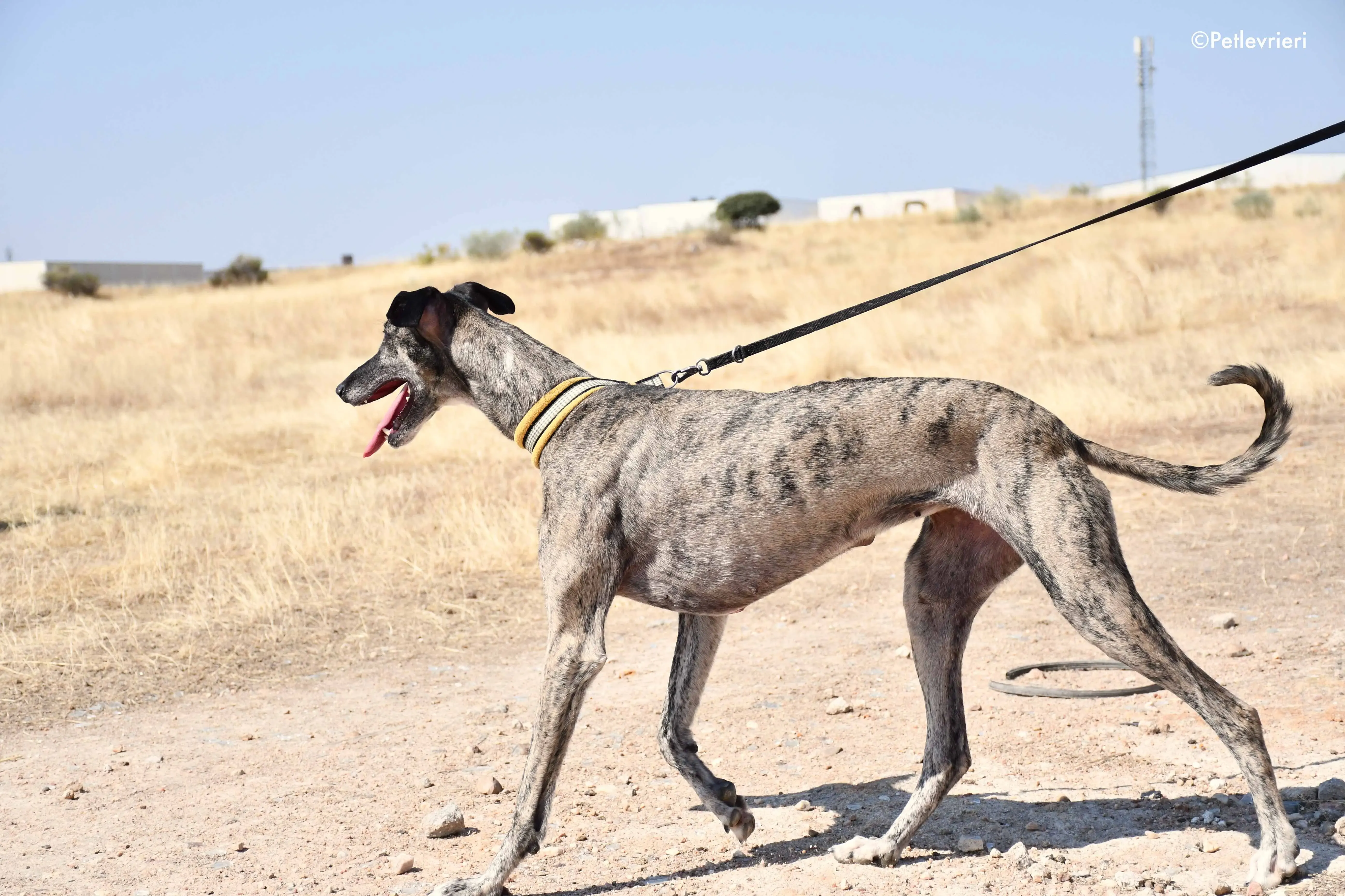 ruta adozione levrieri galgo 11