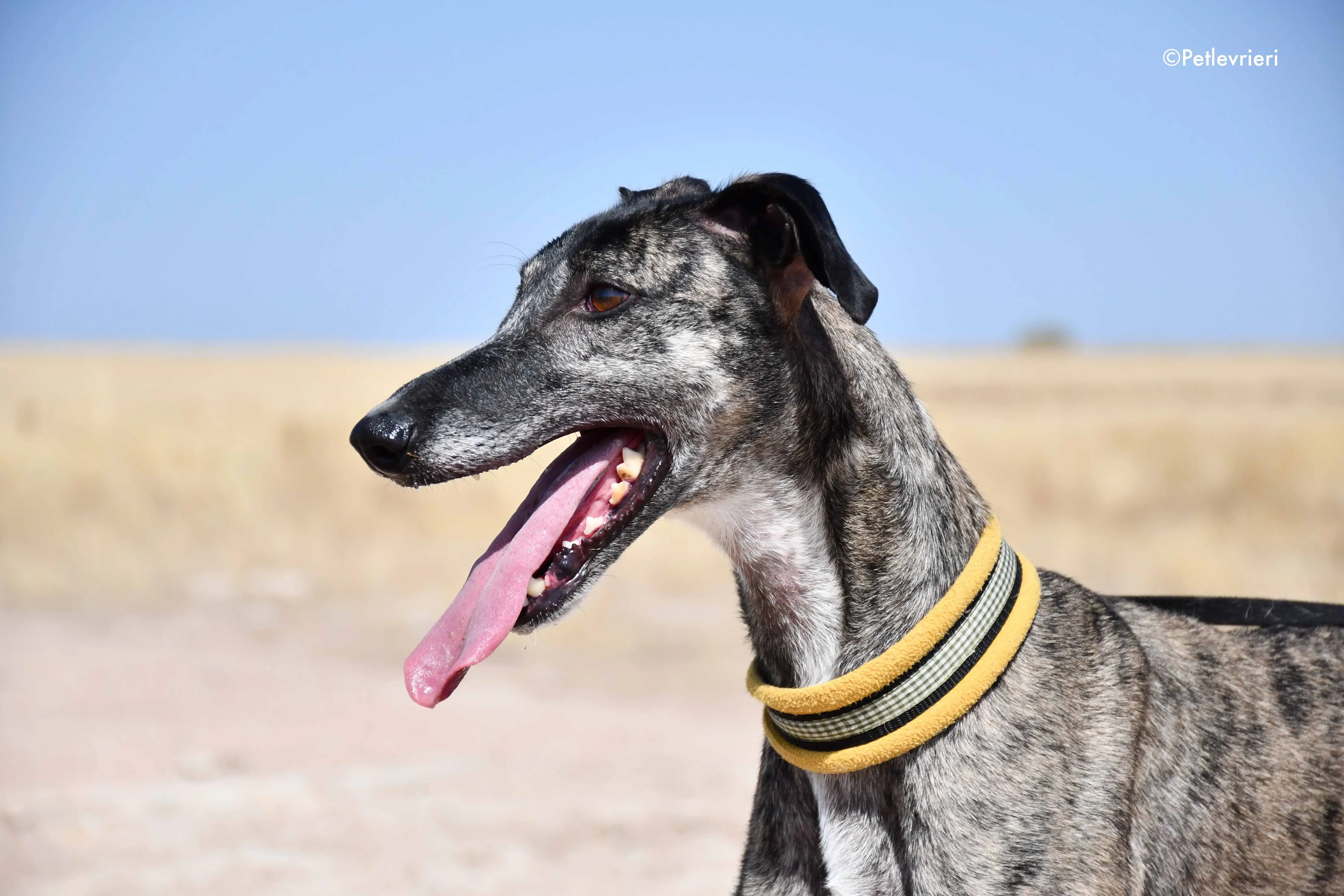 ruta adozione levrieri galgo 12