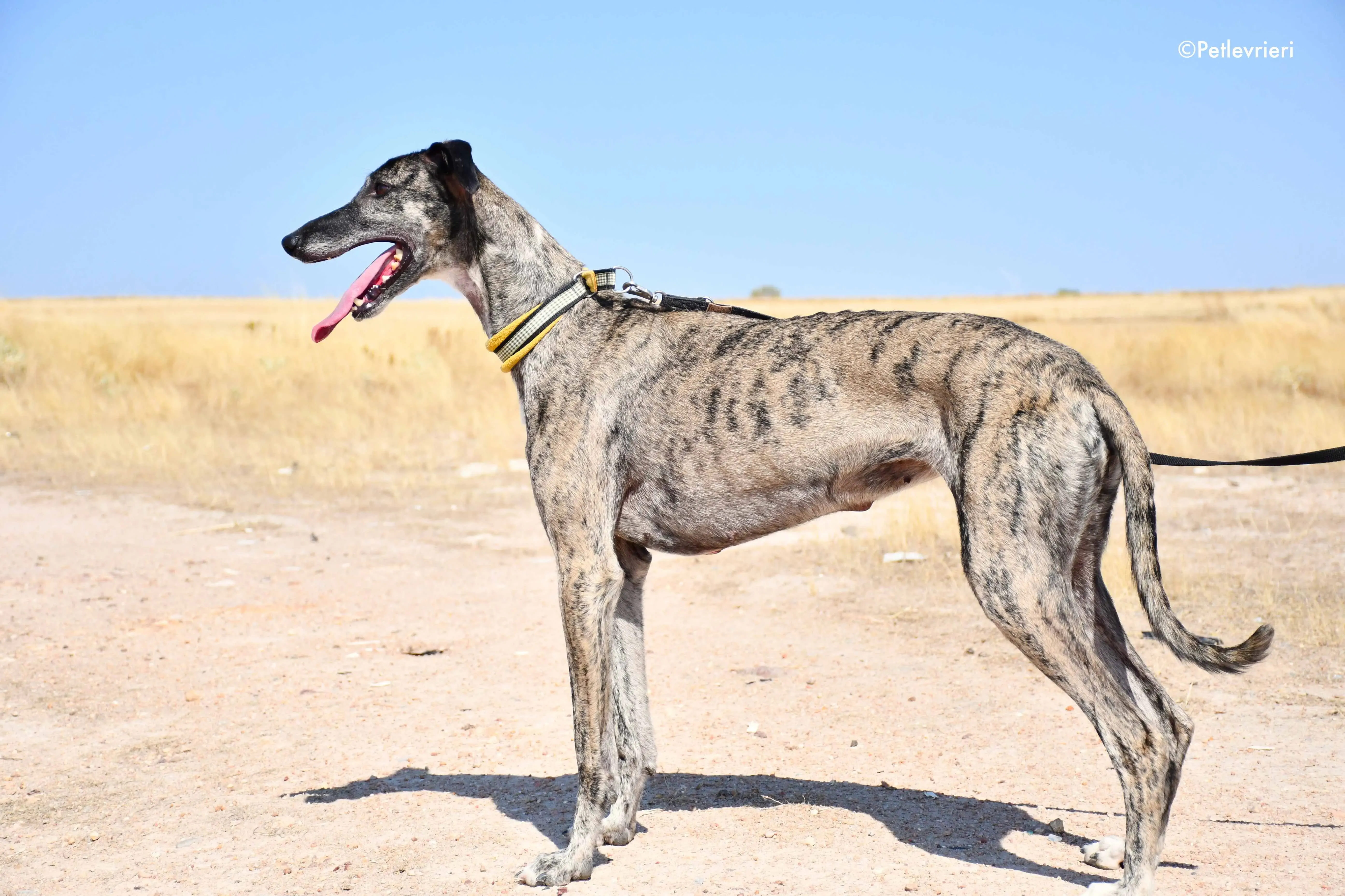 ruta adozione levrieri galgo 13