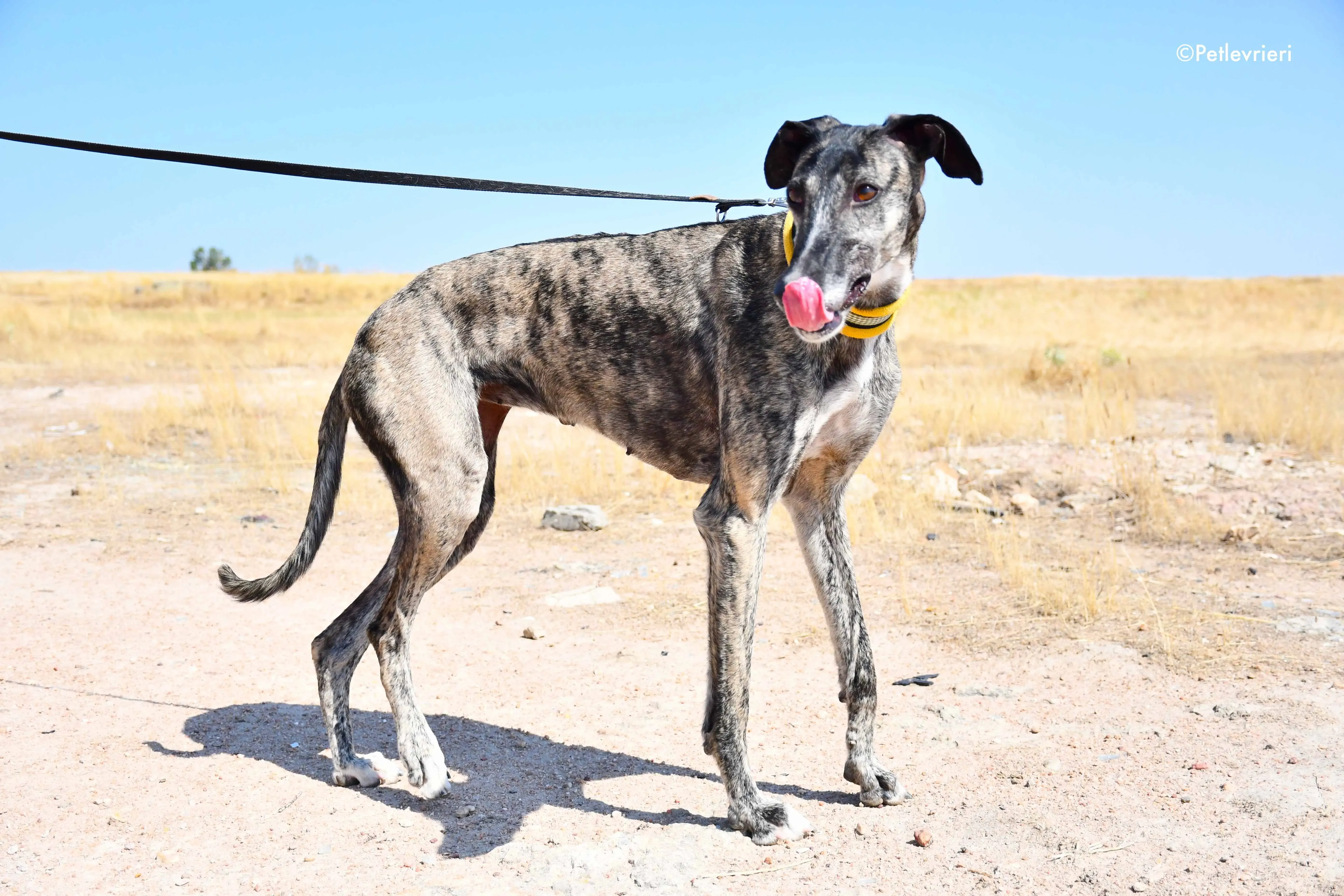 ruta adozione levrieri galgo 15