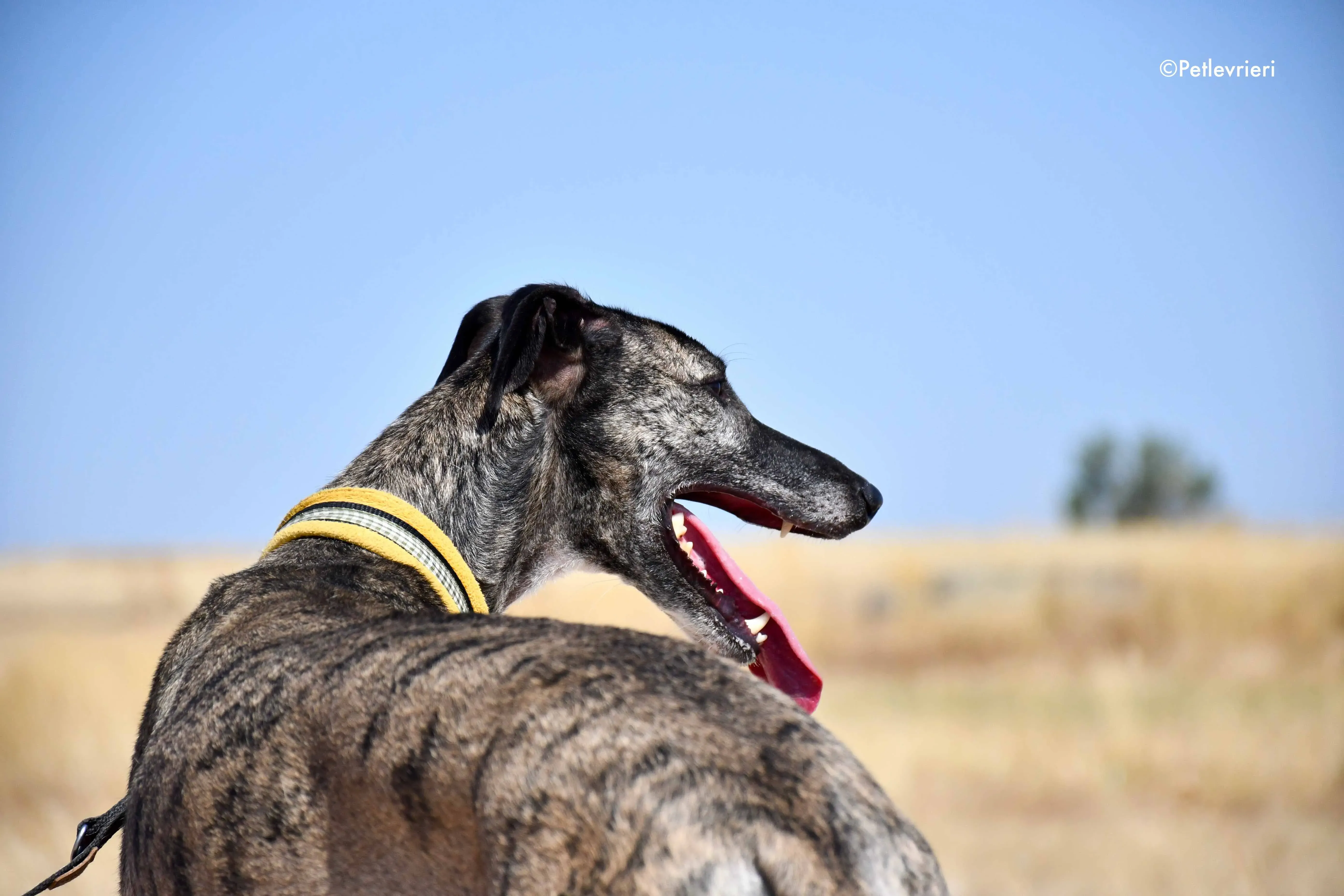 ruta adozione levrieri galgo 16