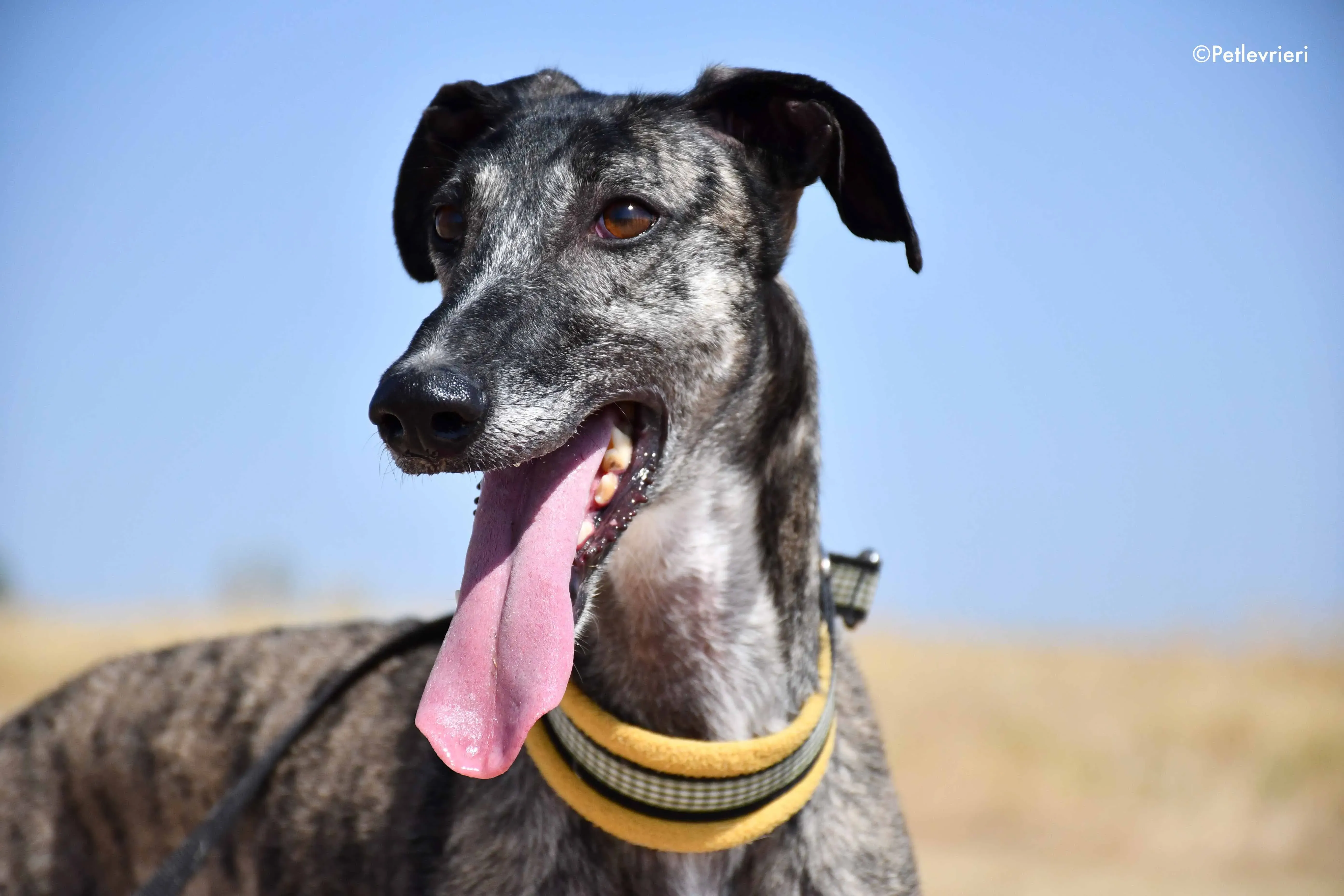 ruta adozione levrieri galgo 17