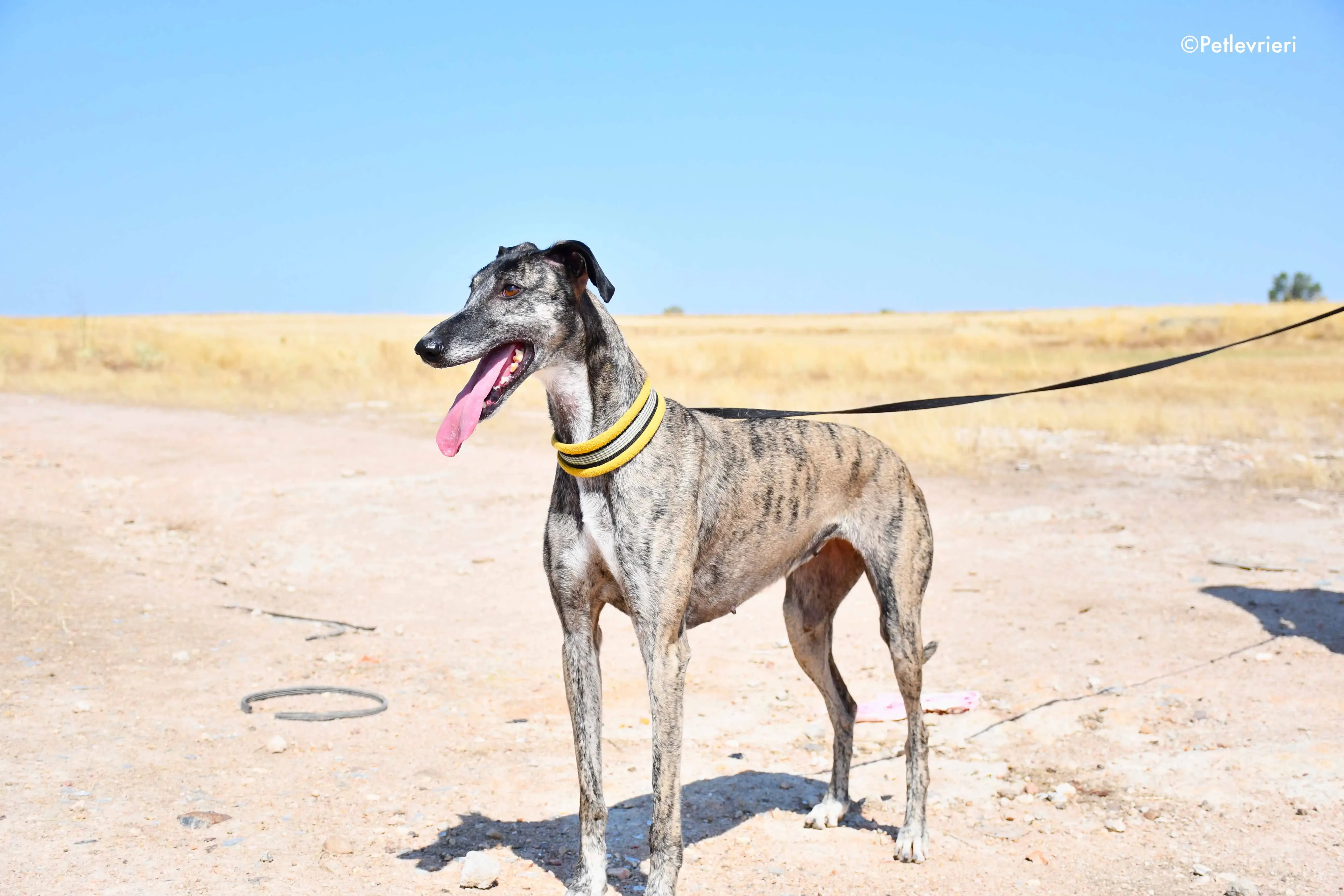 ruta adozione levrieri galgo 18