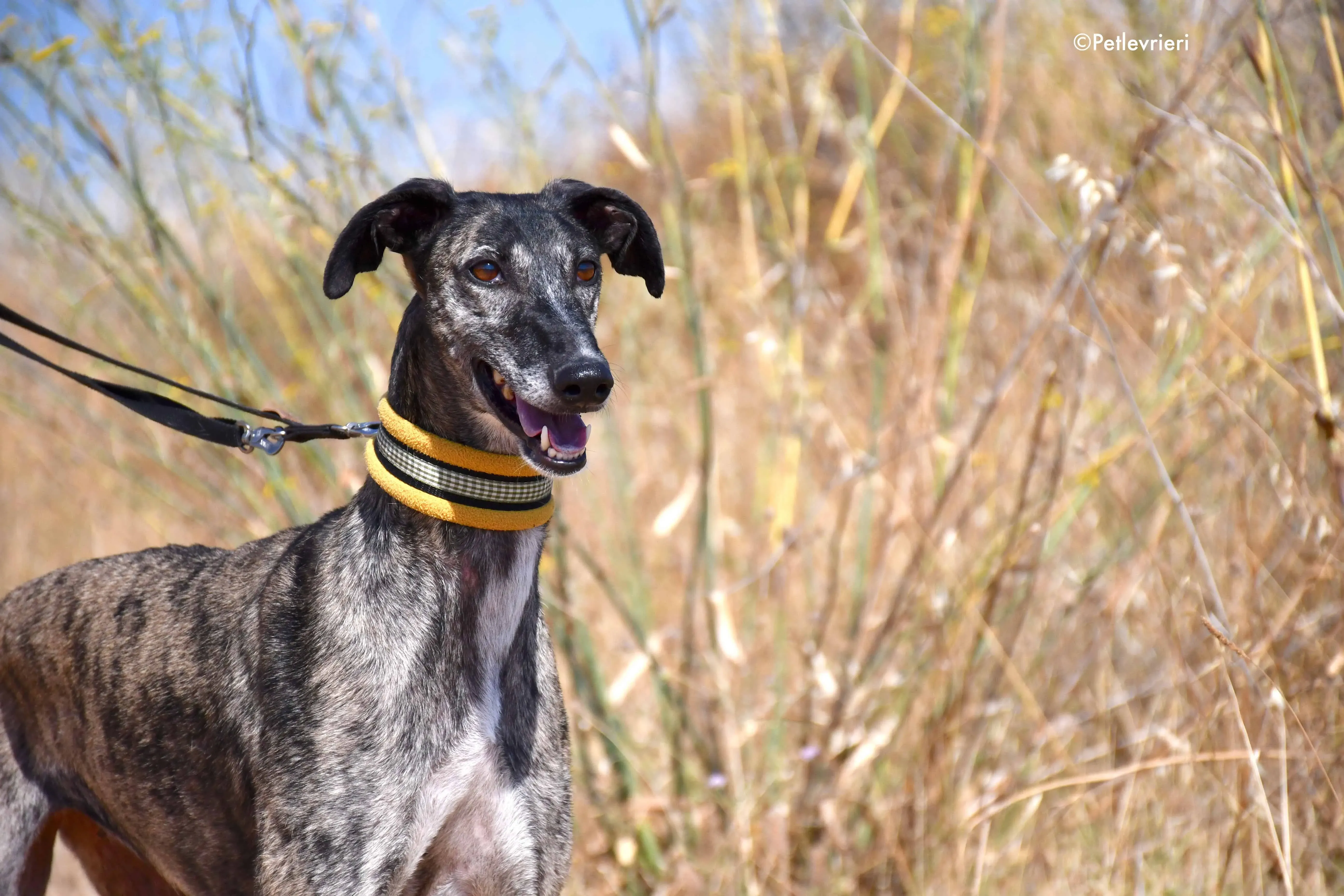 ruta adozione levrieri galgo 2