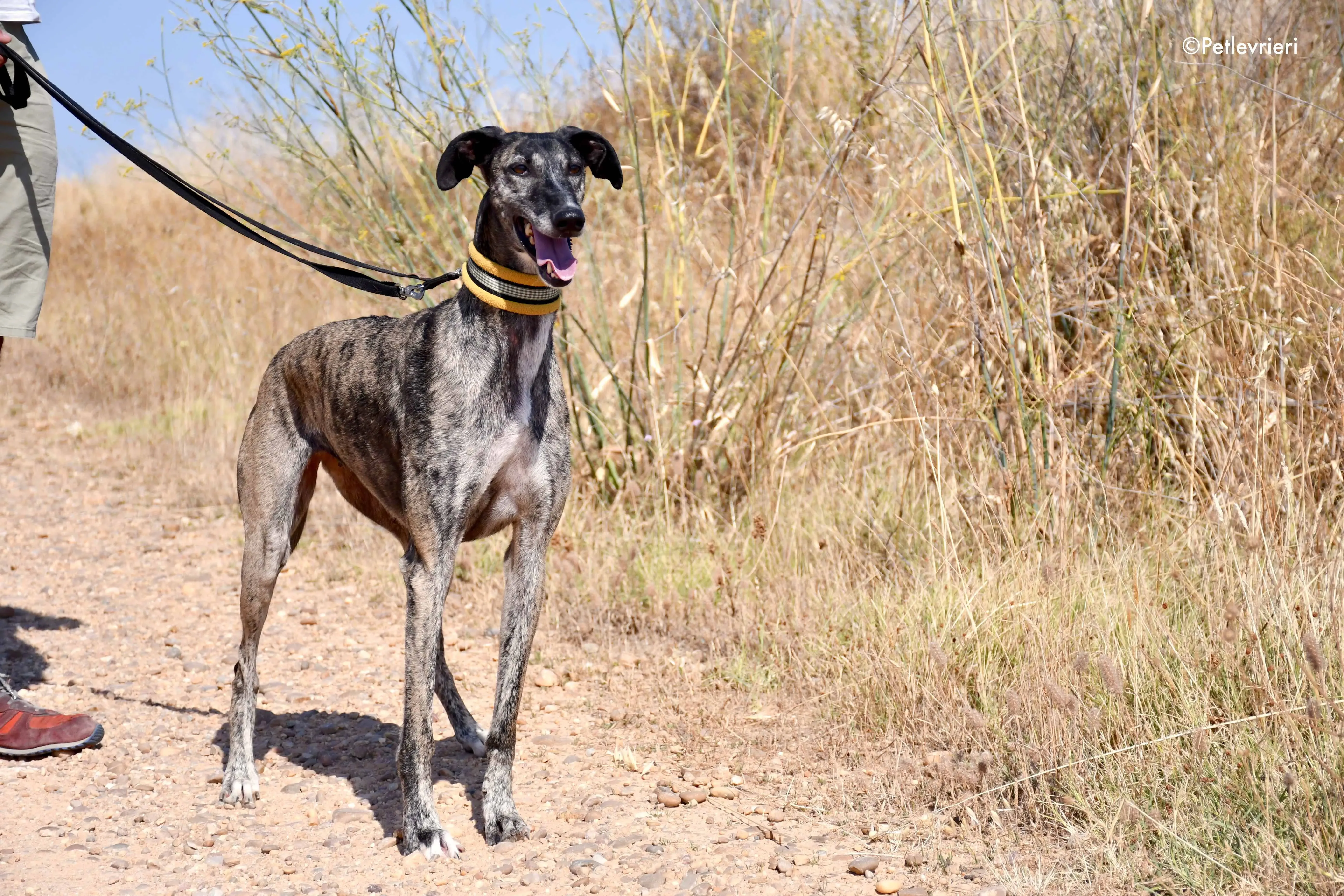 ruta adozione levrieri galgo 3