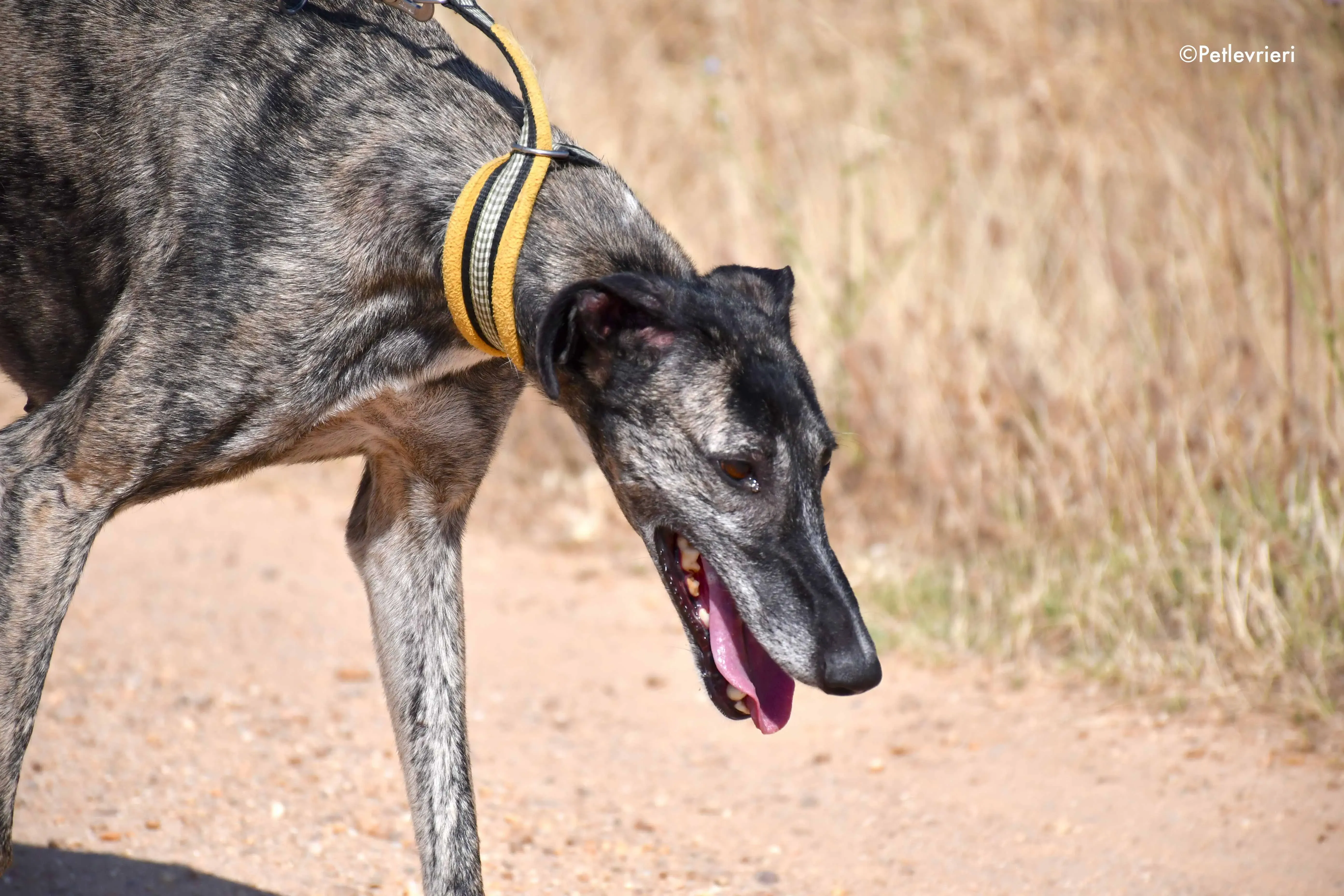 ruta adozione levrieri galgo 4