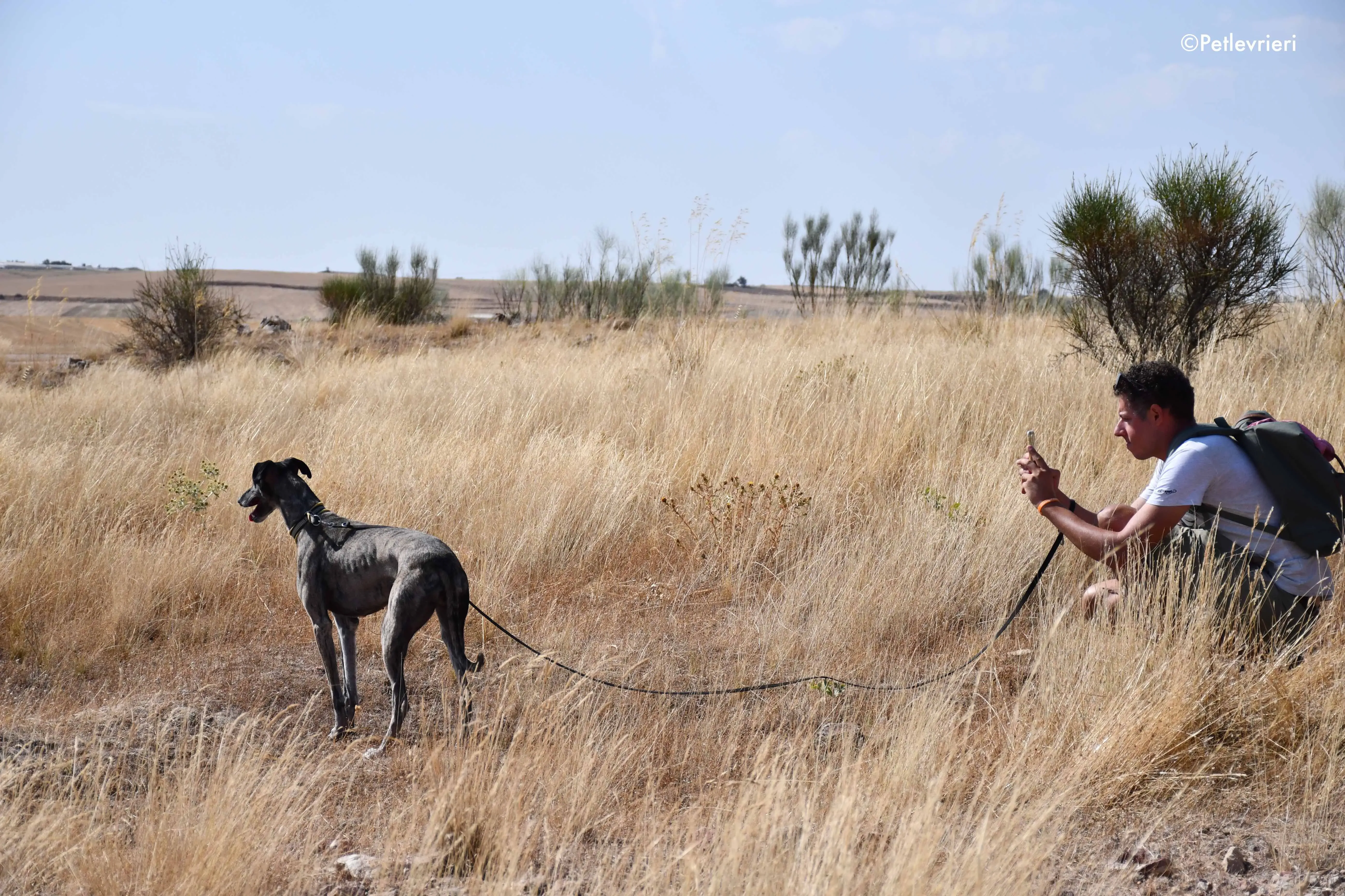 ruta adozione levrieri galgo 5