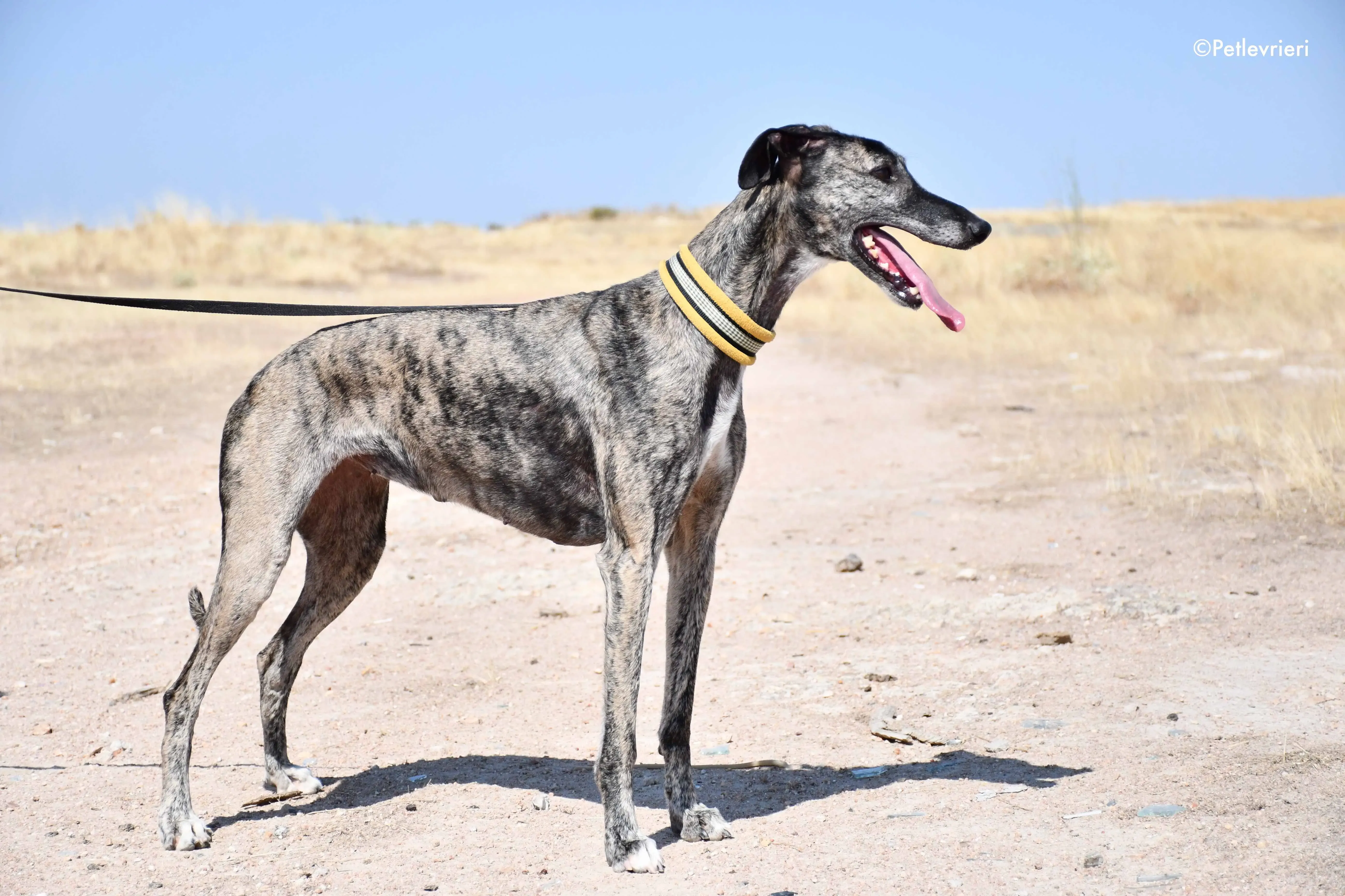 ruta adozione levrieri galgo 6