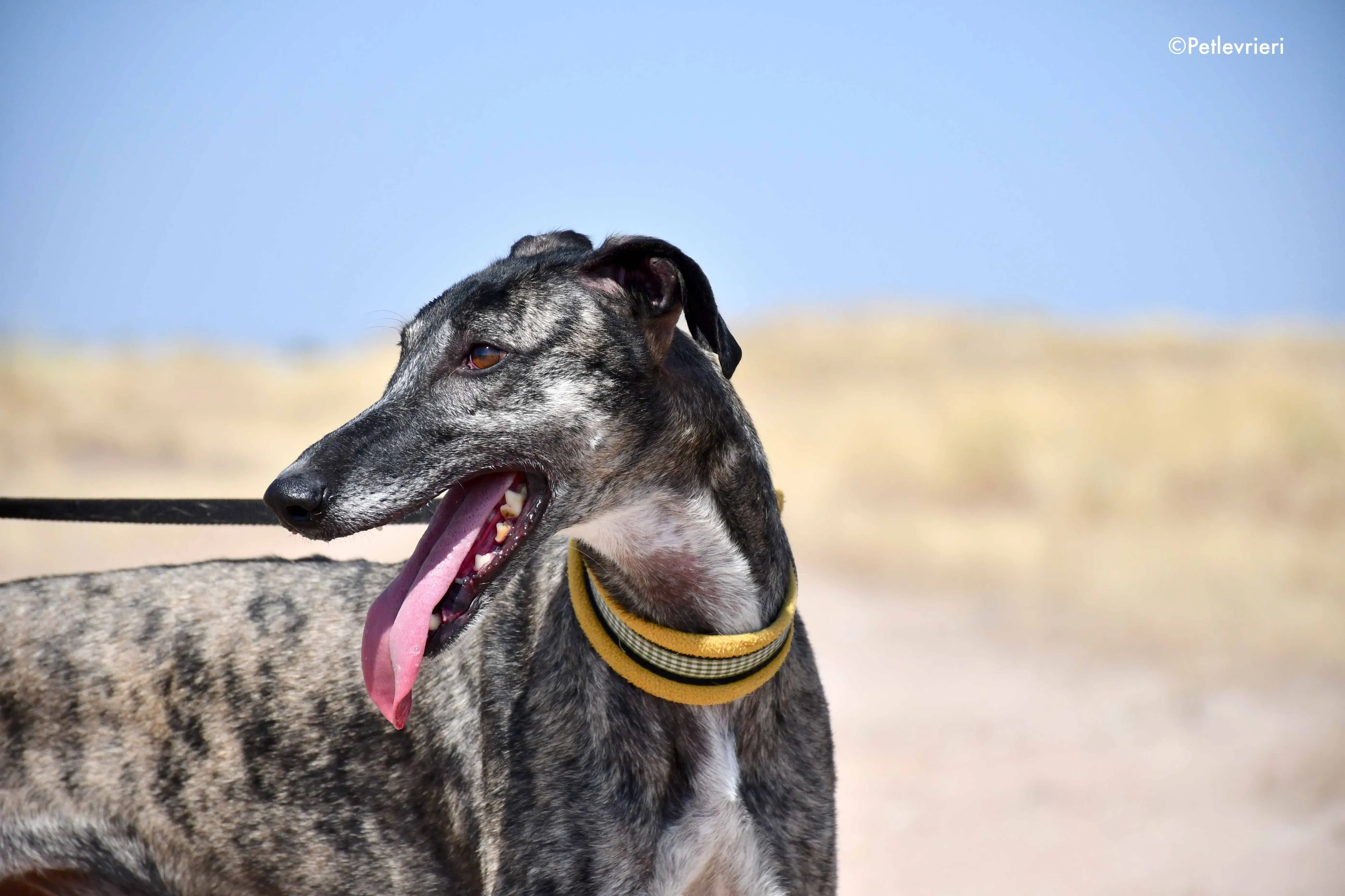 ruta adozione levrieri galgo 7