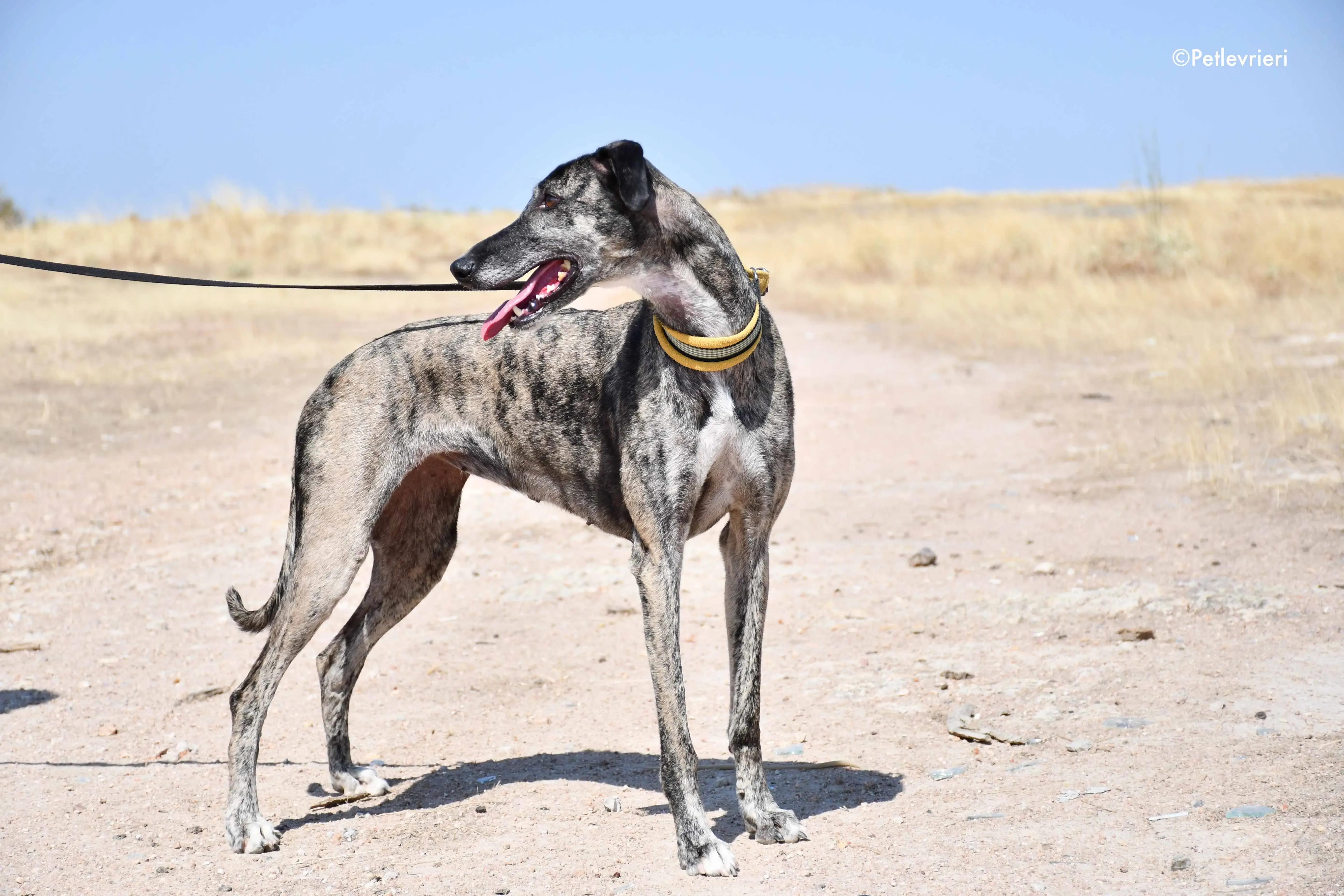 ruta adozione levrieri galgo 8