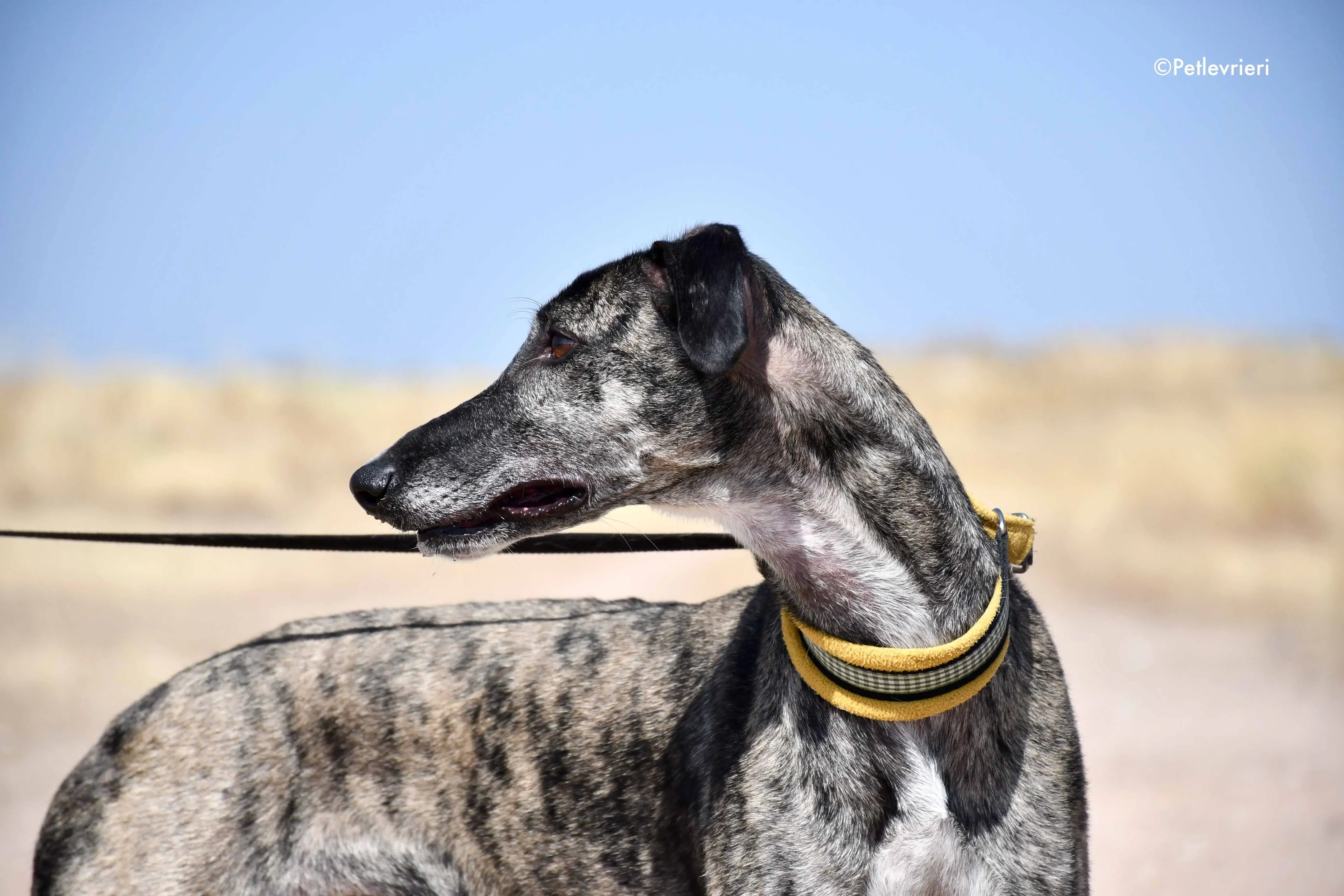 ruta adozione levrieri galgo 9