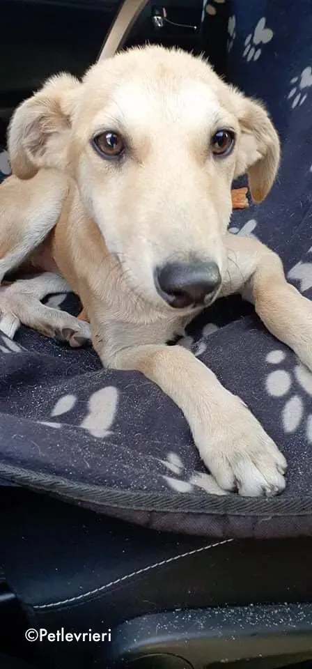 ruth adozione levrieri greyhound lurcher 1