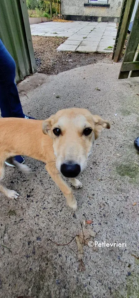 ruth adozione levrieri greyhound lurcher 10