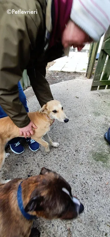 ruth adozione levrieri greyhound lurcher 11