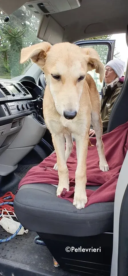 ruth adozione levrieri greyhound lurcher 12