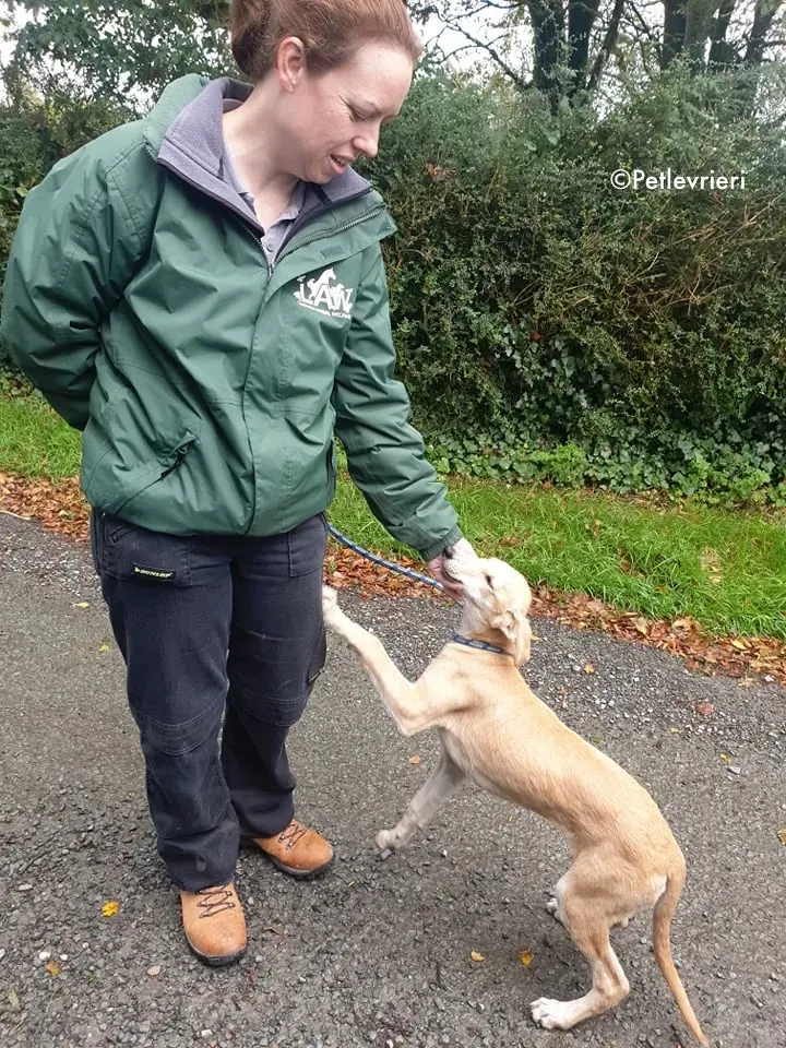 ruth adozione levrieri greyhound lurcher 13