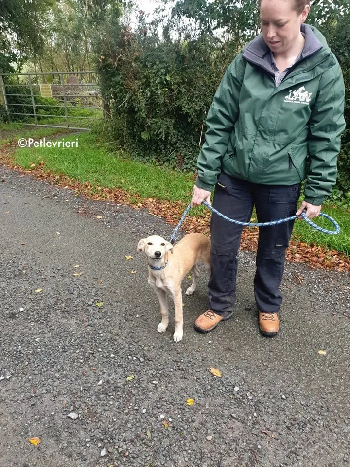 ruth adozione levrieri greyhound lurcher 14