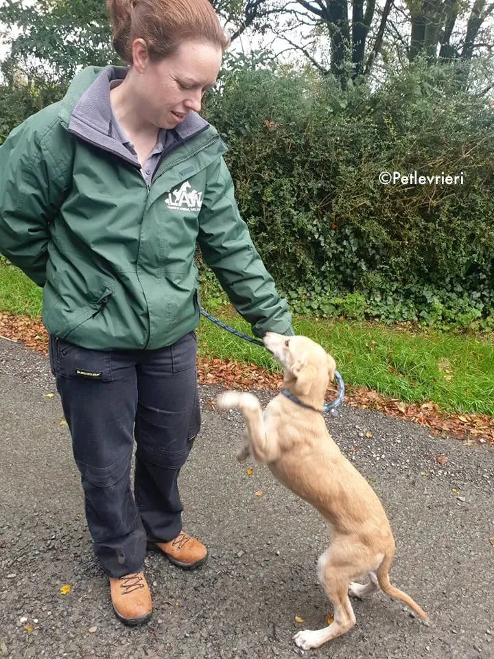 ruth adozione levrieri greyhound lurcher 15