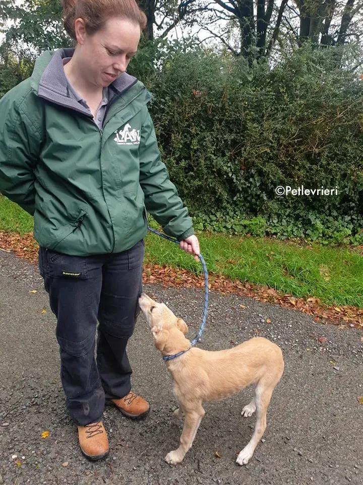 ruth adozione levrieri greyhound lurcher 16