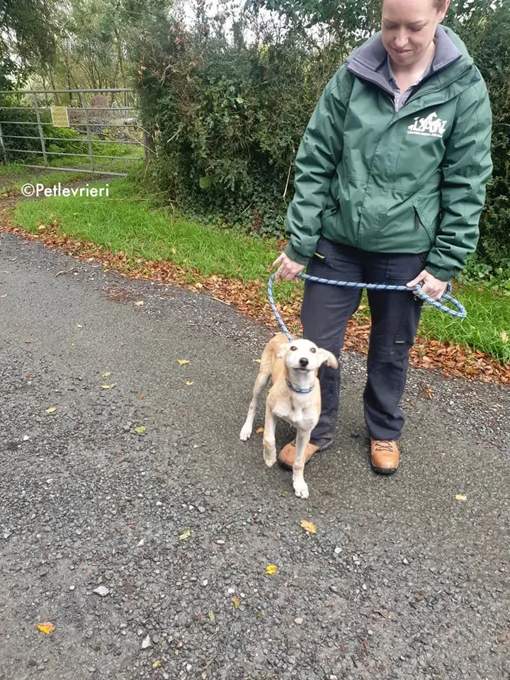ruth adozione levrieri greyhound lurcher 17