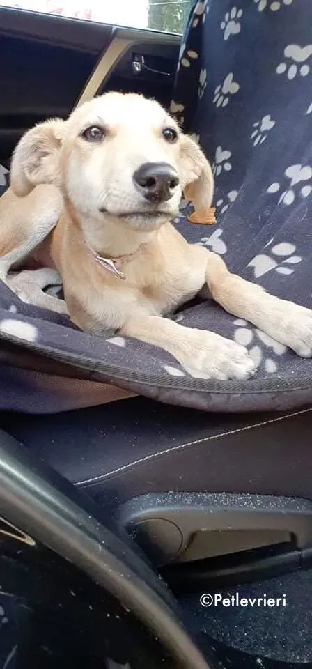 ruth adozione levrieri greyhound lurcher 2