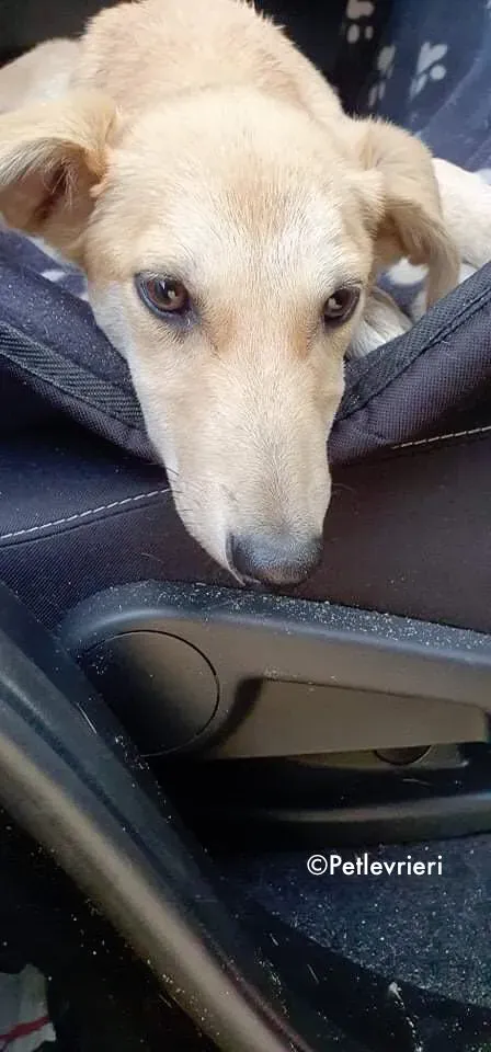 ruth adozione levrieri greyhound lurcher 3