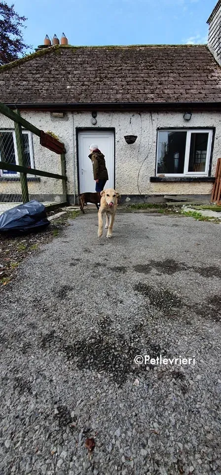 ruth adozione levrieri greyhound lurcher 4