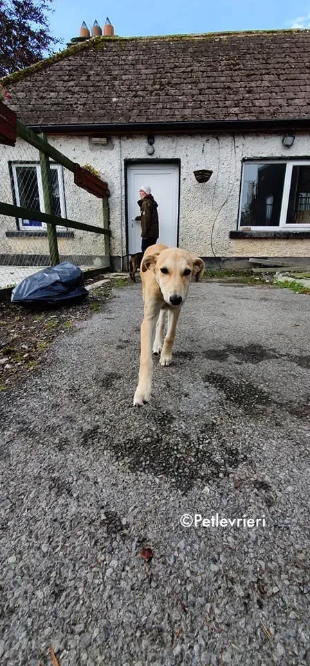 ruth adozione levrieri greyhound lurcher 5