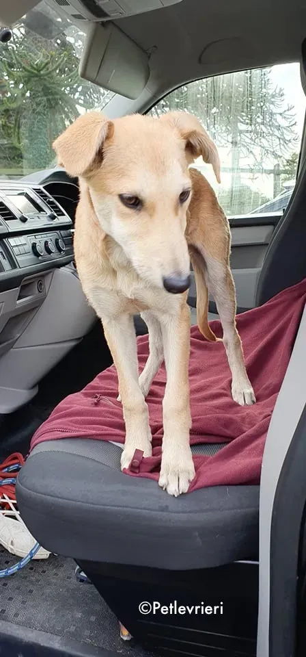 ruth adozione levrieri greyhound lurcher 6