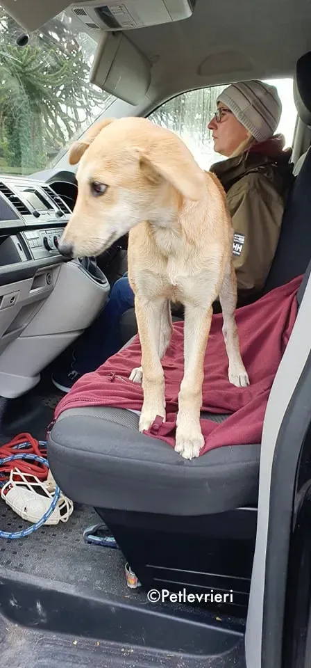 ruth adozione levrieri greyhound lurcher 7