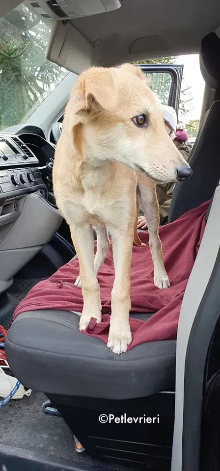 ruth adozione levrieri greyhound lurcher 8