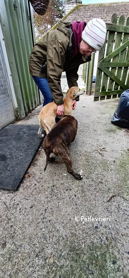 ruth adozione levrieri greyhound lurcher 9