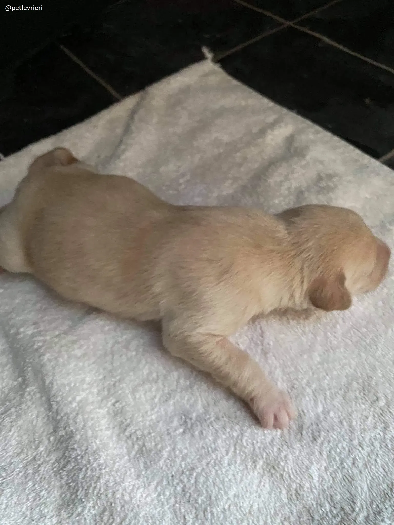 ryan adozione lurcher 3