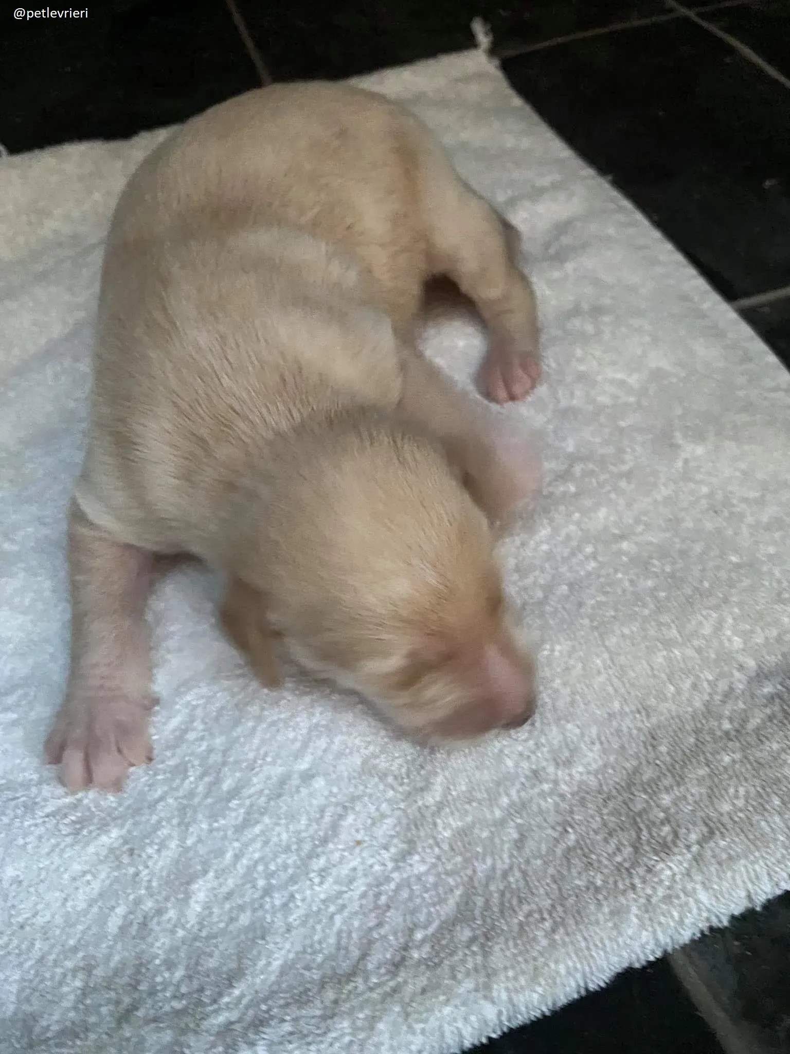 ryan adozione lurcher 5