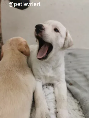 ryan neill adozione lurcher 1